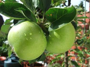 Image Credit: Fievet
Rights: Public Domain
Source: http://commons.wikimedia.org/wiki/File:Pommes_vertes.JPG Imagen del contacto